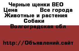 Черные щенки ВЕО › Цена ­ 5 000 - Все города Животные и растения » Собаки   . Волгоградская обл.